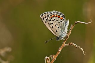 Himalaya Mavisi (Pseudophilotes vicrama)