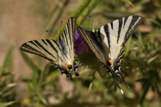 Erik Krlangkuyruk (Iphiclides podalirius)