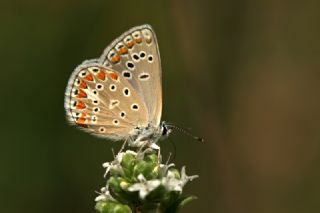 okgzl Meneke Mavisi (Polyommatus thersites)