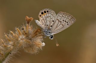 Mcevher Kelebei (Chilades trochylus)