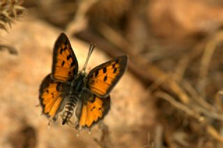 Akdeniz eytanc (Cigaritis cilissa)