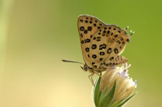 Akdeniz eytanc (Cigaritis cilissa)