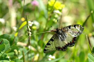 Yalanc Apollo (Archon apollinus)