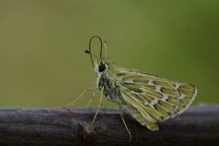 Gm Benekli Zpzp (Hesperia comma)