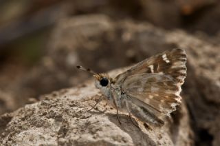 Hatmi Zpzp (Carcharodus alceae)