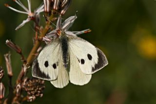 Byk Beyazmelek  (Pieris brassicae)