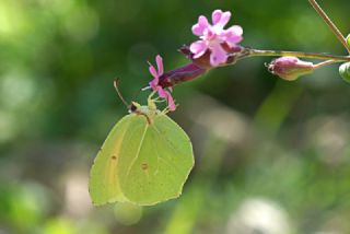 Kleopatra (Gonepteryx cleopatra)