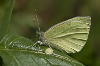 Kk Beyazmelek (Pieris rapae)