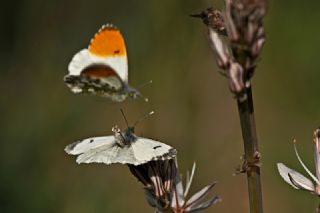 Turuncu Ssl (Anthocharis cardamines)