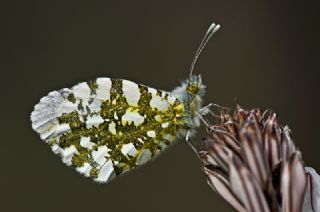 Turuncu Ssl (Anthocharis cardamines)