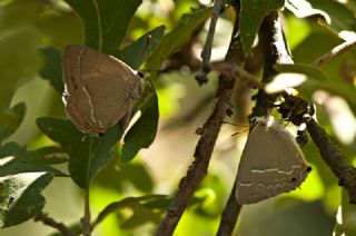 Mormee (Favonius quercus)