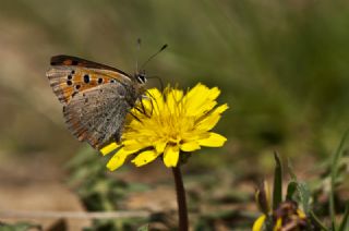 Benekli Bakr Gzeli (Lycaena phlaeas)