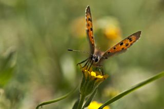 Benekli Bakr Gzeli (Lycaena phlaeas)