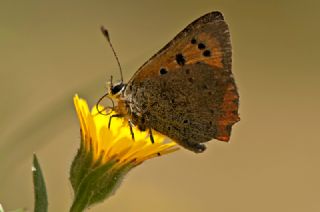 Benekli Bakr Gzeli (Lycaena phlaeas)