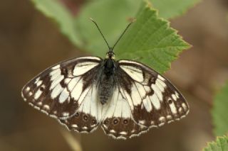 Akdeniz Melikesi (Melanargia titea)