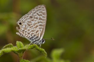 Mavi Zebra (Leptotes pirithous)