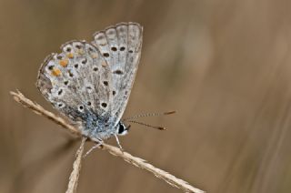 okgzl Mavi (Polyommatus icarus)