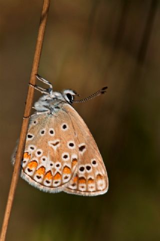 okgzl Mavi (Polyommatus icarus)