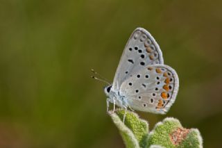 okgzl Mavi (Polyommatus icarus)