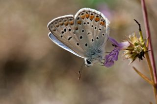 okgzl Mavi (Polyommatus icarus)