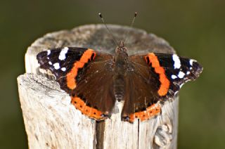 Atalanta (Vanessa atalanta)