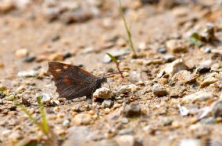 �itlembik Kelebe�i&nbsp;(Libythea&nbsp;celtis)