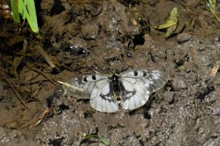 Dumanl Apollo (Parnassius mnemosyne)