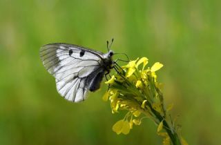 Dumanl� Apollo&nbsp;(Parnassius&nbsp;mnemosyne)