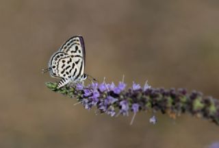 Balkan Kaplan (Tarucus balkanicus)