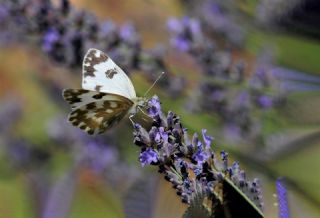 Yeni Beneklimelek&nbsp;(Pontia&nbsp;edusa)