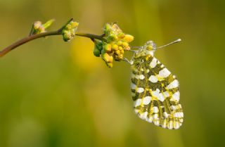 Da� Oykl�s��&nbsp;(Euchloe&nbsp;ausonia)