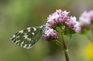 Yeni Beneklimelek&nbsp;(Pontia&nbsp;edusa)