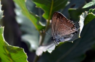 Mavi Benekli Sevbeni&nbsp;(Satyrium&nbsp;zabni)