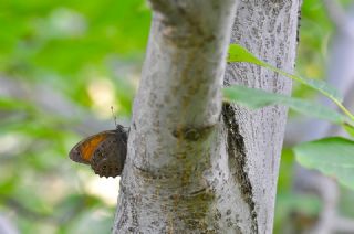 Aa Esmeri (Kirinia roxelana)
