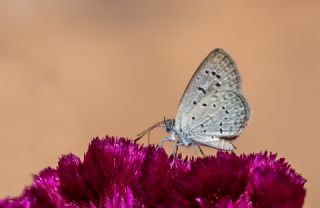 Karsandra (Zizeeria karsandra)