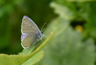 Fransz Everesi (Cupido alcetas)
