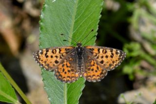 G�zel �parhan&nbsp;(Melitaea&nbsp;trivia)