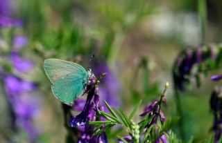 Byk Korubeni (Phengaris arion)