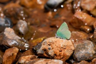 K���k Beneklimelek&nbsp;(Pontia&nbsp;chloridice)