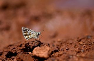 Alada Zpzp (Pyrgus aladaghensis)