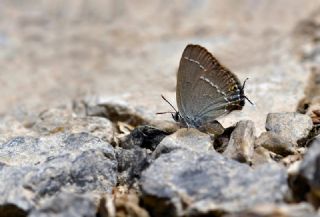 Sevbeni&nbsp;(Satyrium&nbsp;abdominalis)