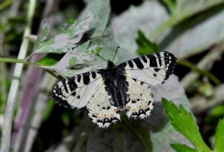 Kafkas Fistosu&nbsp;(Zerynthia&nbsp;caucasica)