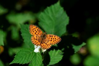 Brtlen Brentisi (Brenthis daphne)