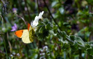 S�sl� Damone&nbsp;(Anthocharis&nbsp;damone)