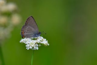 Minik Sevbeni (Satyrium acaciae)