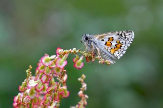 Sar� Bandl� Z�pz�p&nbsp;(Pyrgus&nbsp;sidae)