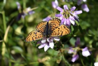Trkistan parhan (Melitaea arduinna)