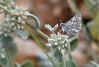 ark Zpzp (Carcharodus orientalis)