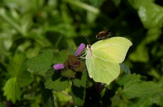 Orakkanat&nbsp;(Gonepteryx&nbsp;rhamni)