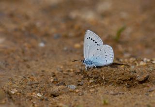 Anadolu Devmavisi&nbsp;(Glaucopsyche&nbsp;lessei)